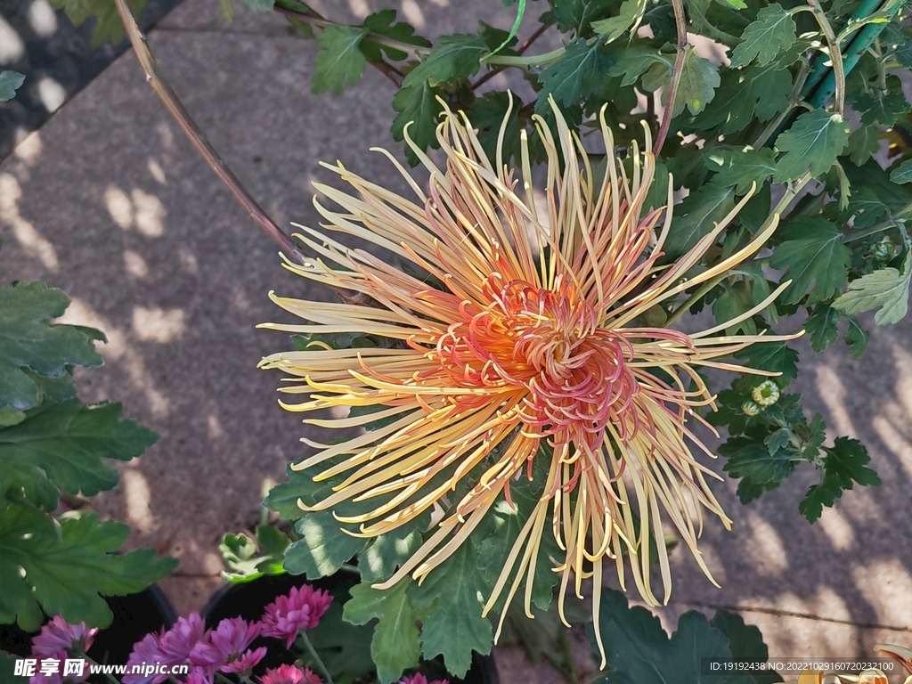 菊花