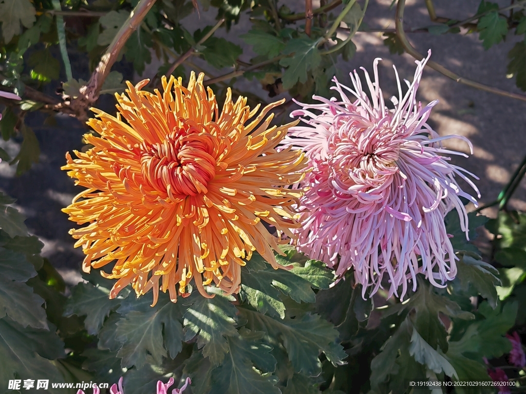 菊花 