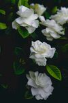 栀子花