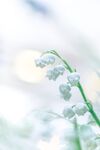 铃兰花枝