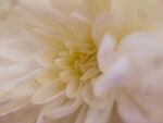 菊花特写 