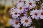 粉色菊花