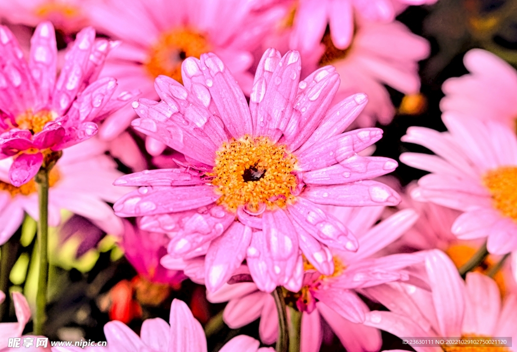 菊花