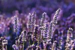 薰衣草花田