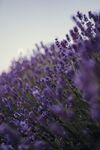 薰衣草花田