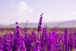 鲜花