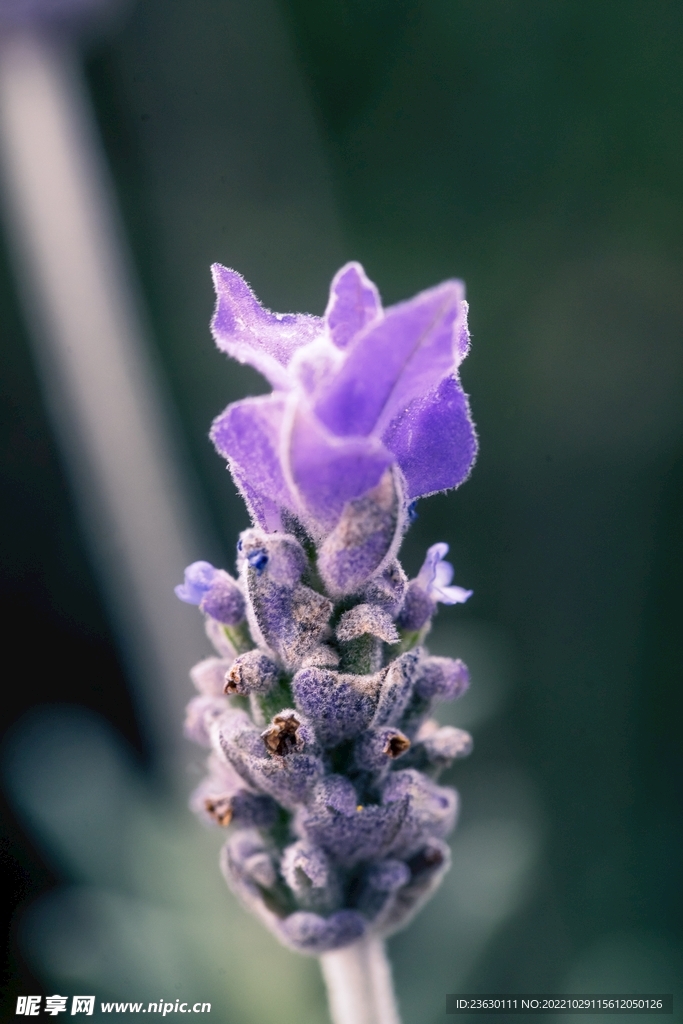 鲜花特写