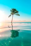 海水
