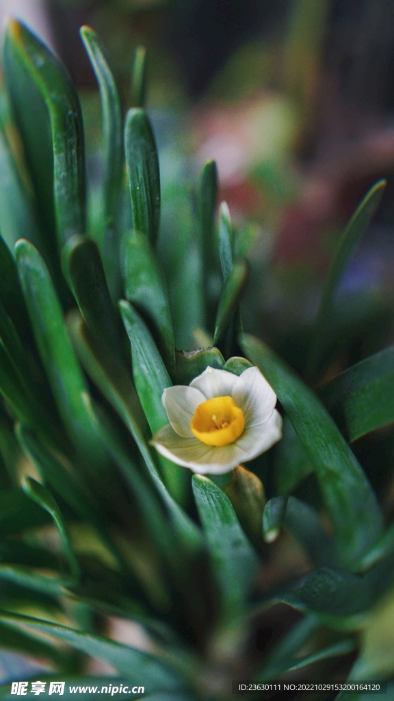 水仙花