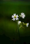洋甘菊