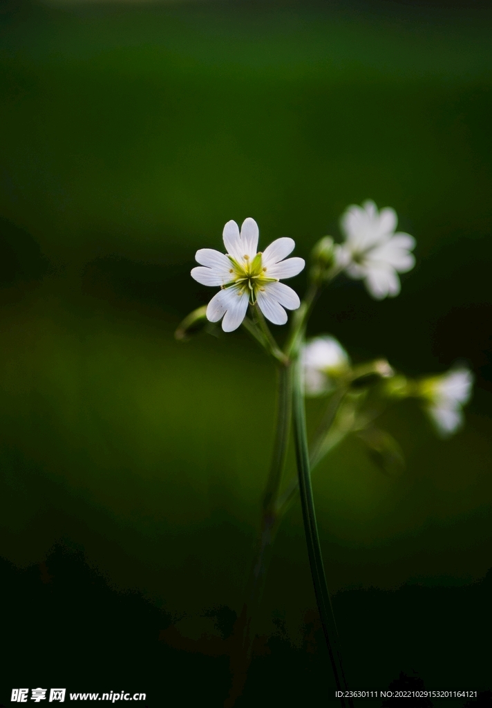 洋甘菊