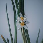 水仙
