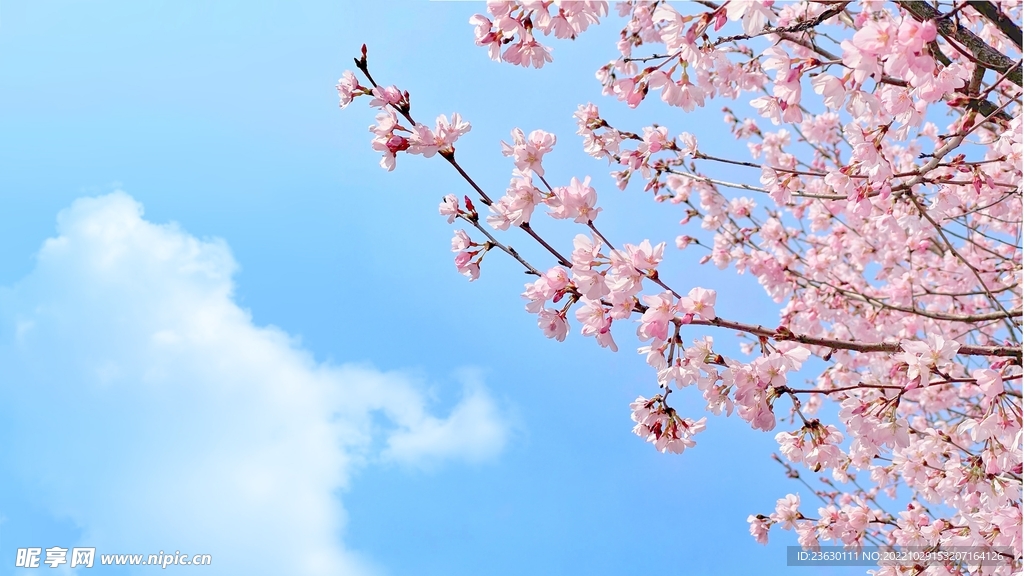 樱花