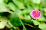 小雏菊