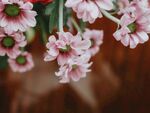 洋甘菊