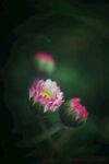 小雏菊