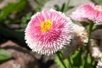 小雏菊