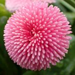 粉色鲜花