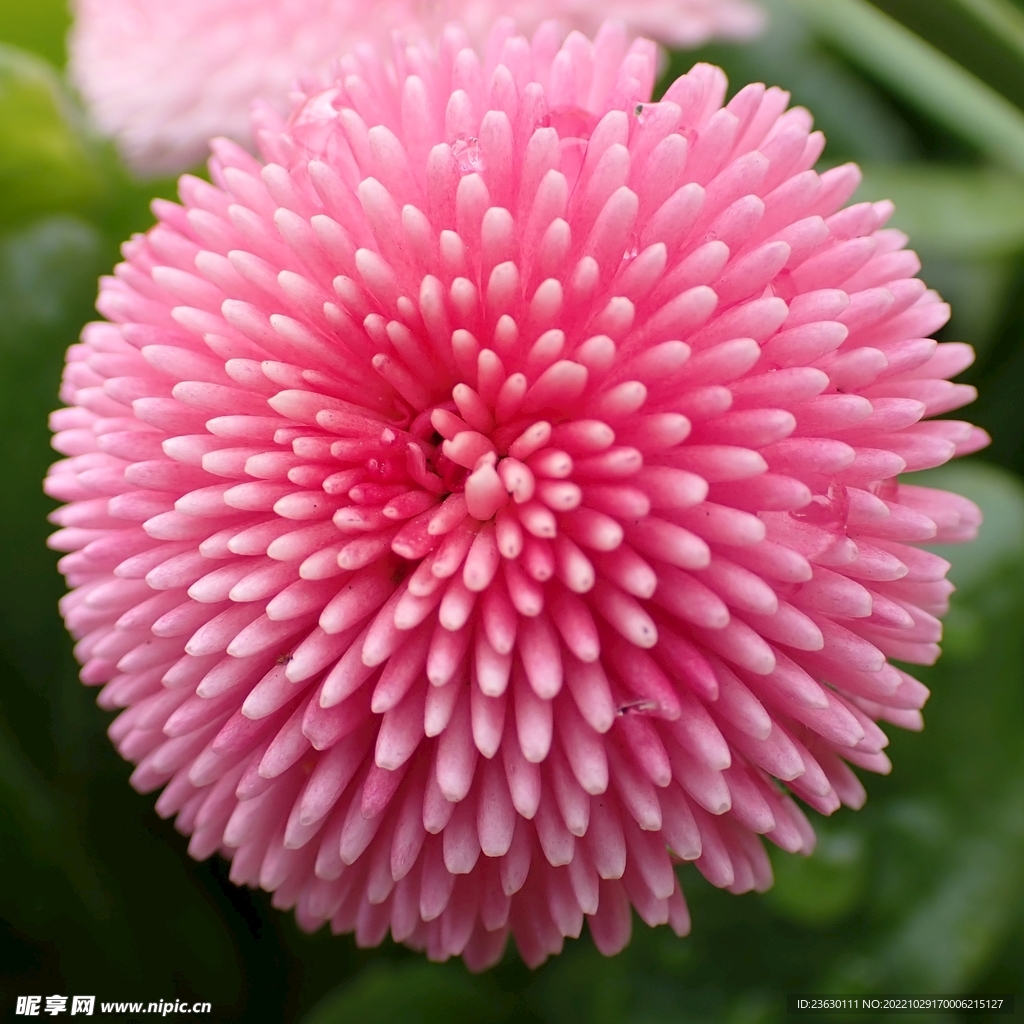 粉色鲜花