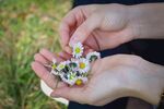 手掌里的菊花