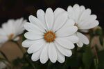 白色菊花