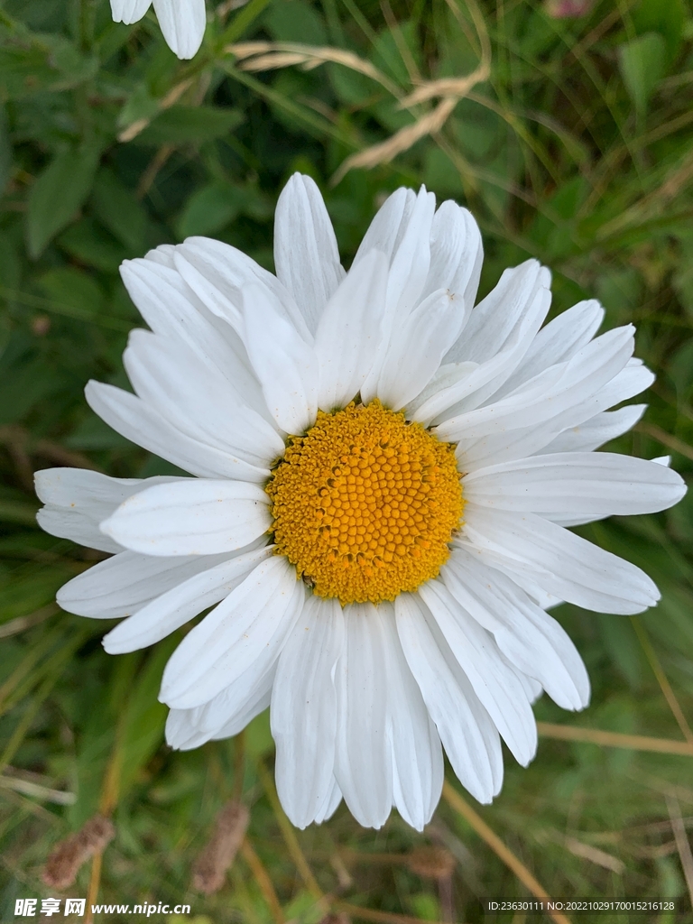 白色菊花一朵
