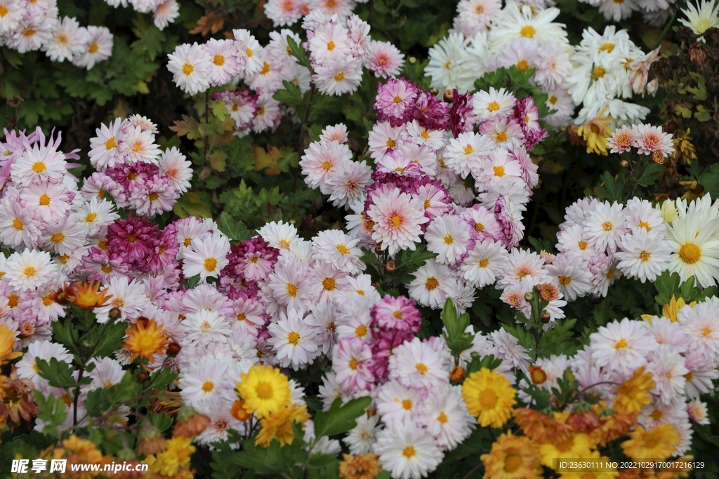 菊花