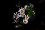 粉色鲜花