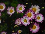 粉色鲜花