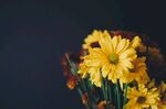 黄色菊花
