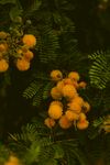 黄色菊花