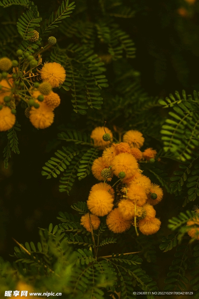 黄色菊花