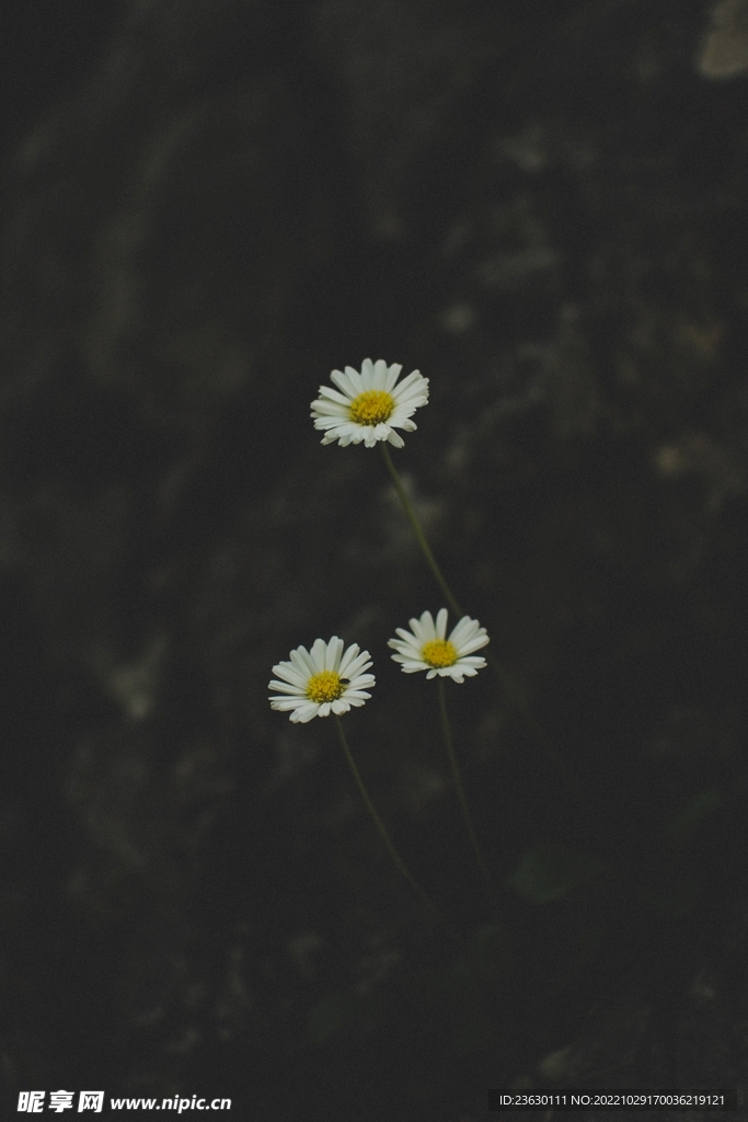 3朵白花