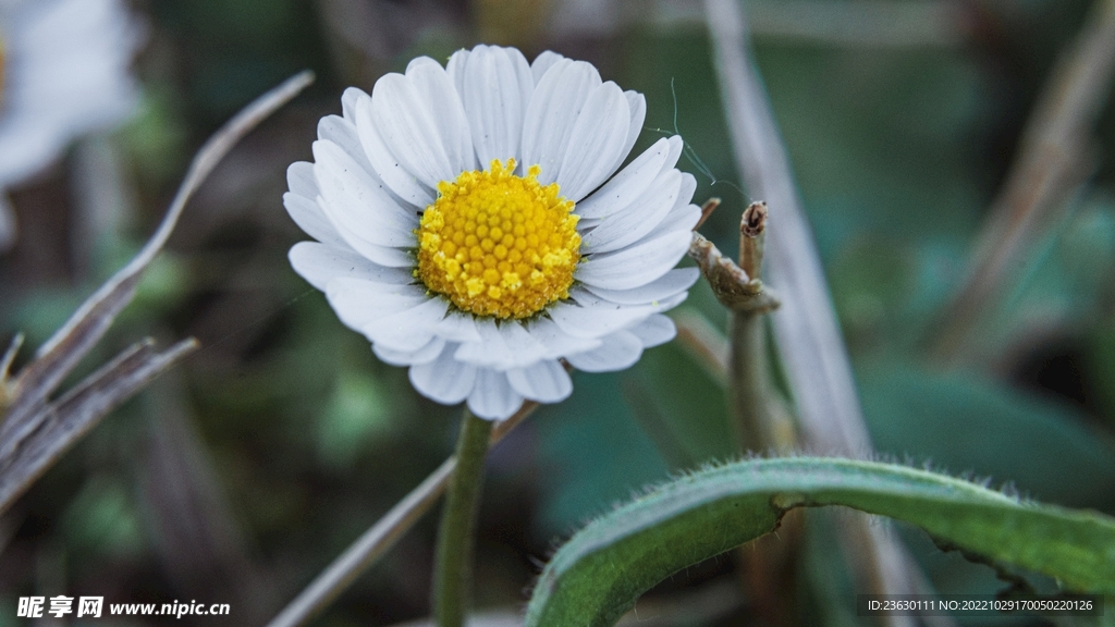 小雏菊