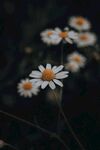 小雏菊