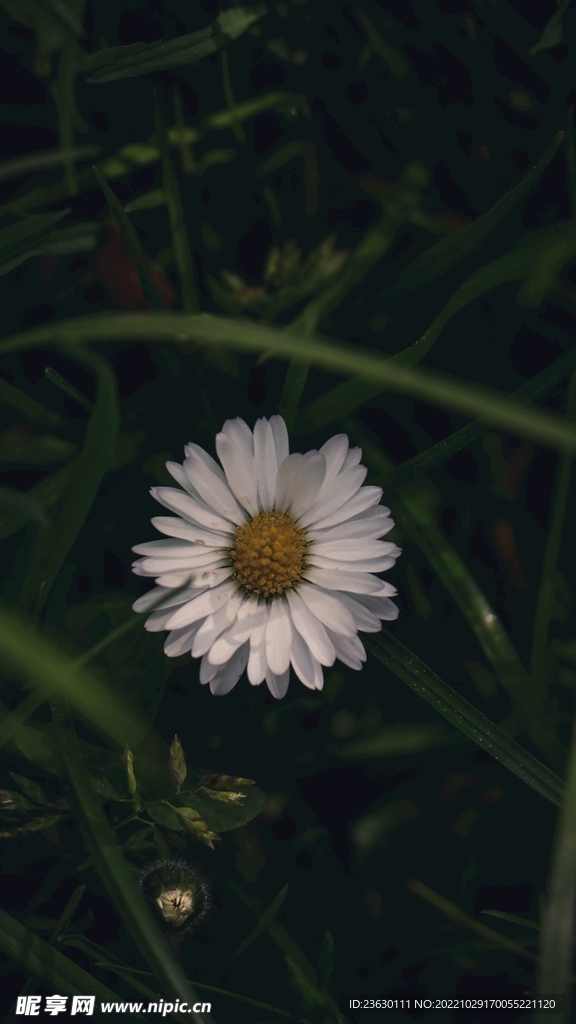 小雏菊