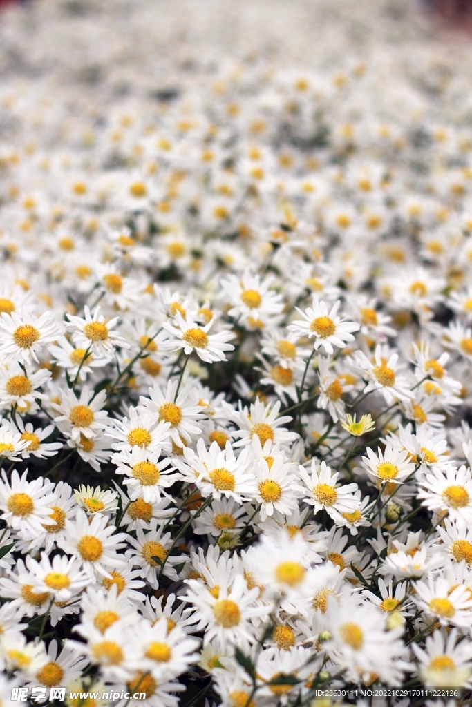 小雏菊花海