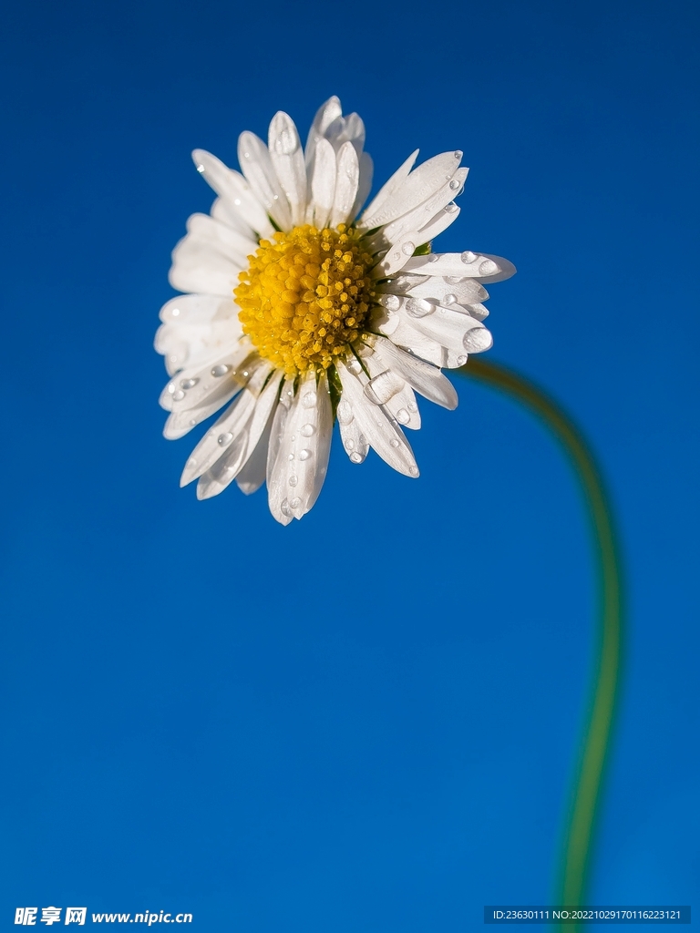 小雏菊