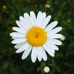 小雏菊