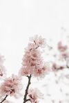 粉色桃花