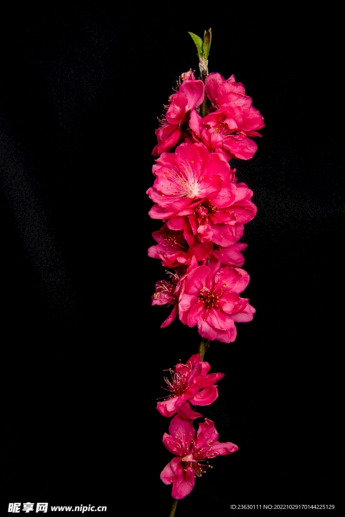 红色樱花