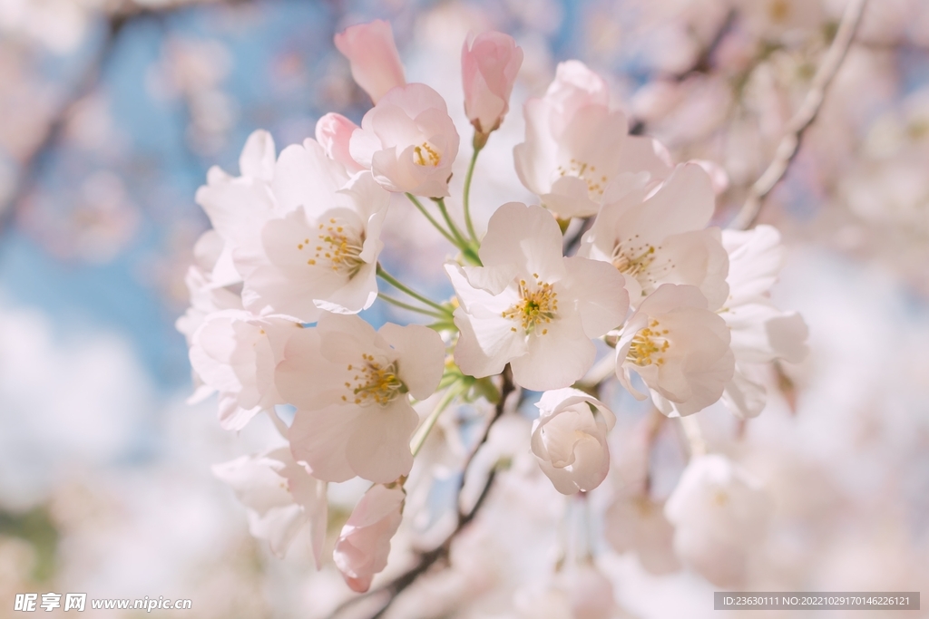 樱花