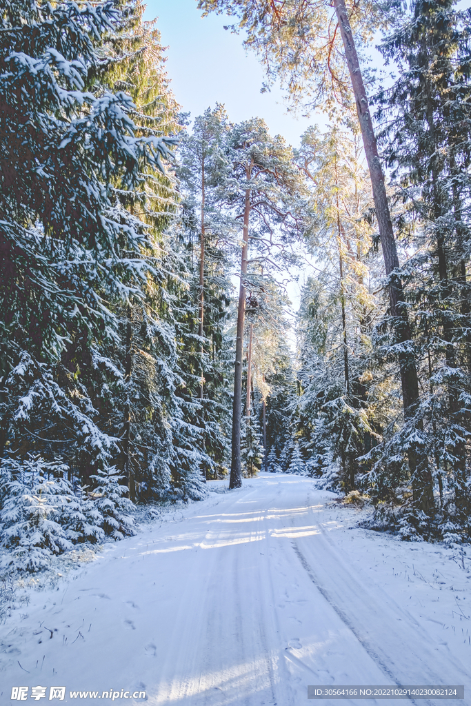 冬季森林雪景
