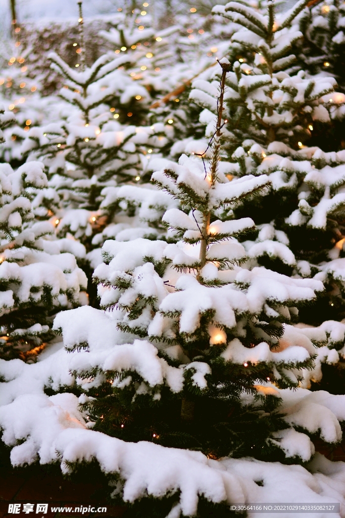 冬季雪景树木