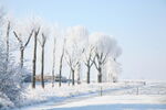 冬季树木雪景