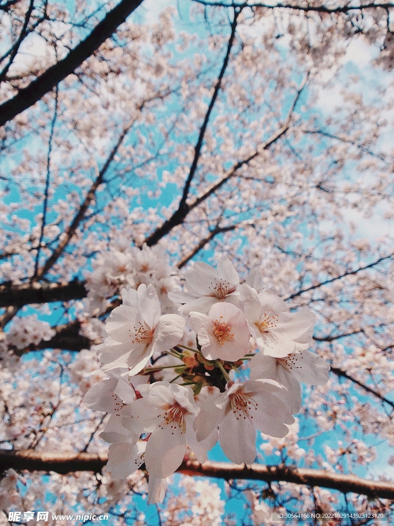 白色樱花