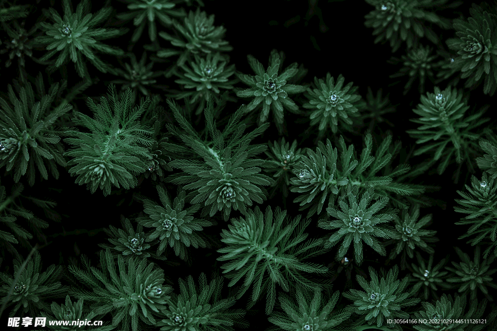 绿色植物