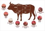 牛肉分解图