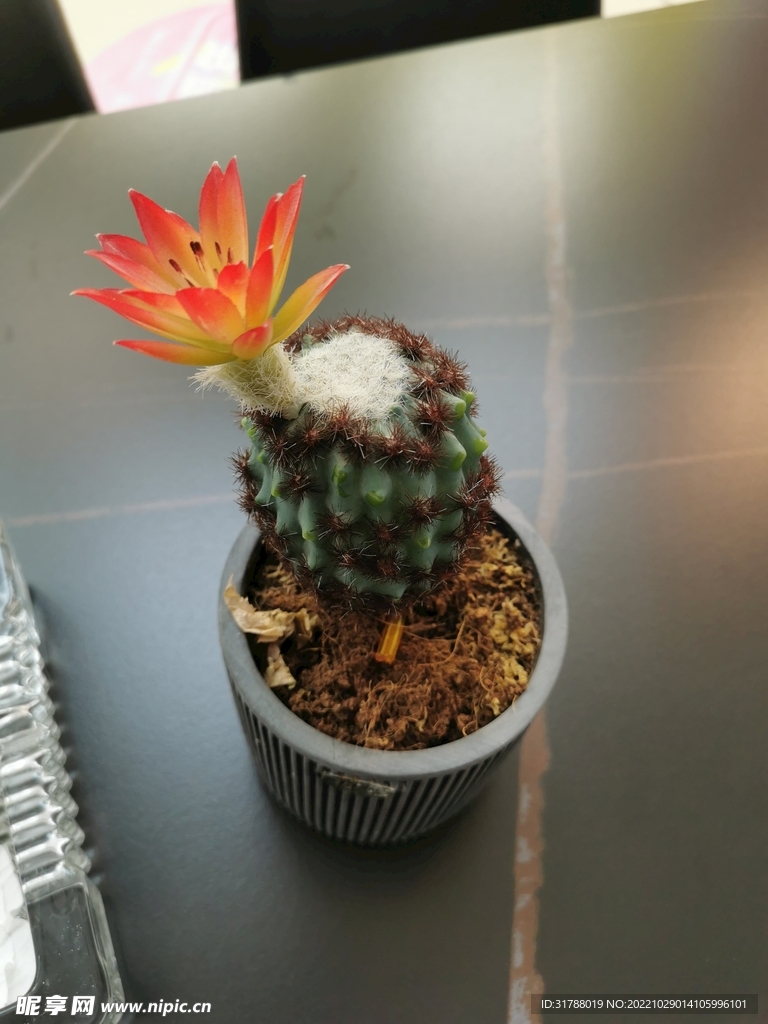 仙人球花