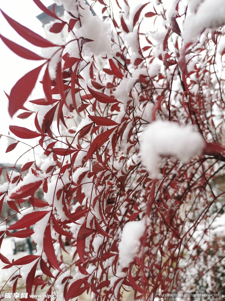 雪景6
